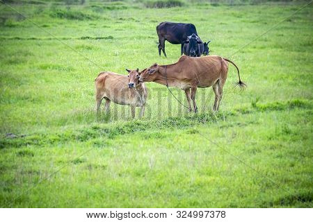 Love Is On The Air. A Cow Carecess Another One In Flock Of Some Unknown Livestock Farm Hervesting In