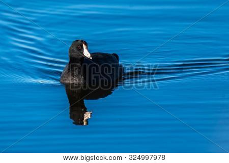 Southern California American Coot Looking To Left While Swimming Along Estuary Pond Water Surface Wi
