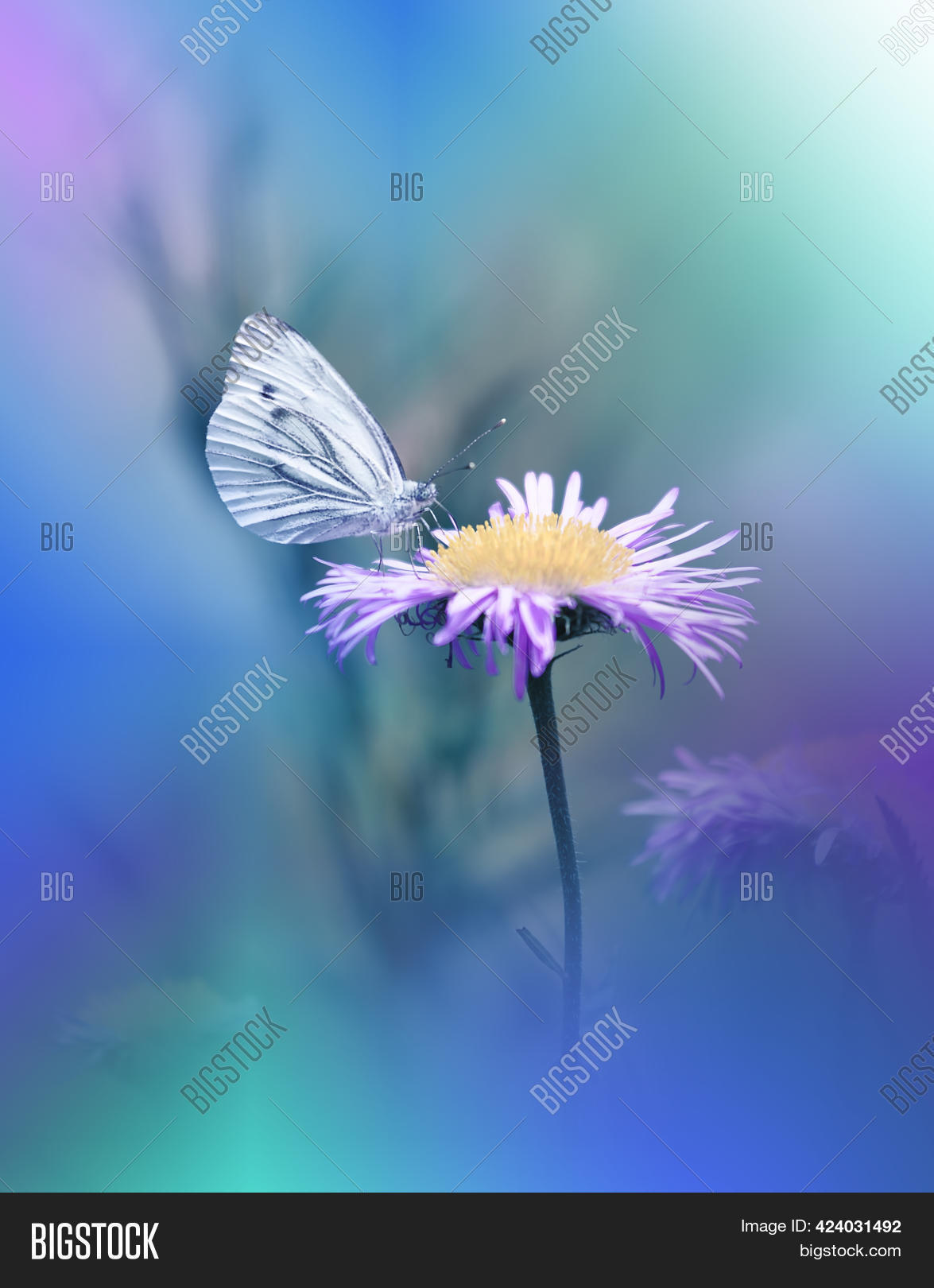 Image Preview
