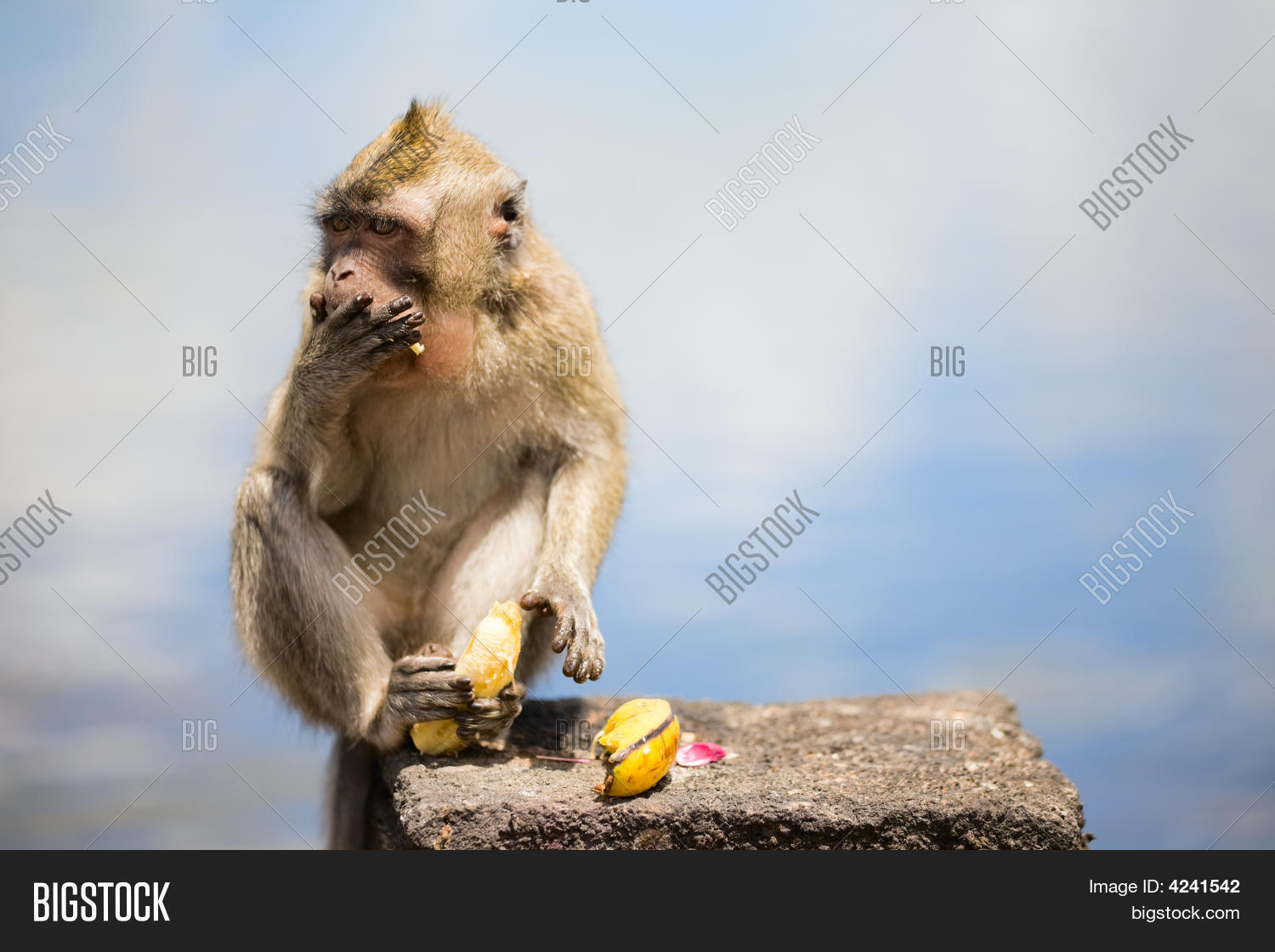 Image Preview
