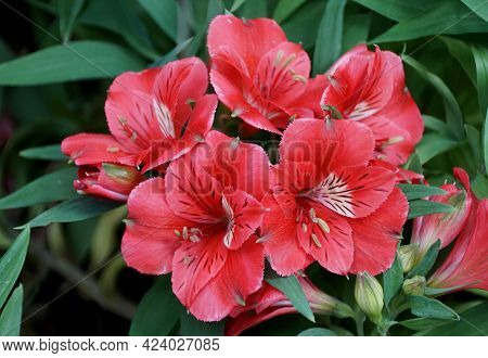 Bright Red Color Of Peruvian Lily 'colorita Kate' Flowers