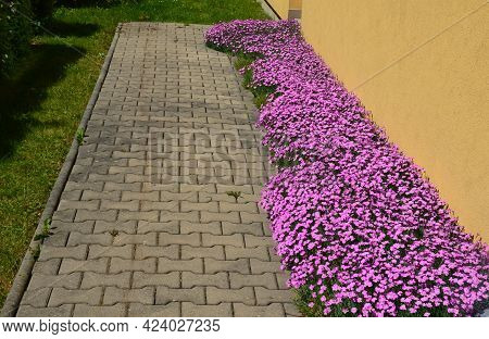 Carnation Is A Perennial, Bushy Herb That Grows Naturally On Rocky Substrates, Steppe Pastures, In D