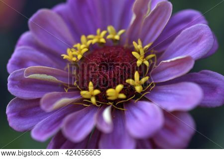Multicolored Flowers Of Zinnia Lat. Zínnia-zínia Is A Genus Of Annual And Perennial Grasses And Semi