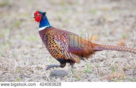 Common Pheasant Phasianus Colchicus Flies Over The Meadow Behind The Female