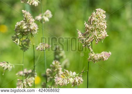 Cat Grass (dactylis Glomerata)