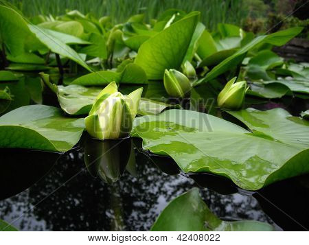 Water Lily's Bud In The Pond Among Freen Leaves