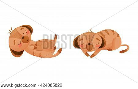Cute Meerkat Or Suricate With Brindled Coat Lying And Sleeping Vector Set