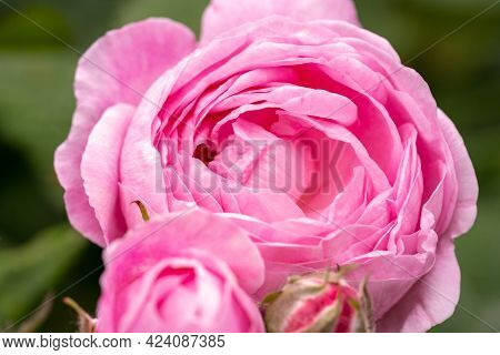 Pink Rose Flowers Macro, Garden Rose Close Up