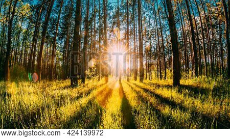 Beautiful Sunset Sunrise Sun Sunshine In Sunny Summer Coniferous Forest. Sunlight Sunbeams Through W
