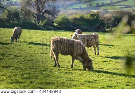 Beautiful Bright View Of Herd Of Brown Cows Peacefully Grazing At Local Farm Near Puck's Castle Ln,
