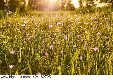 Beautiful Flower Meadow In The Rays Of The Setting Sun. Nature Background Summer, Selective Focus.
