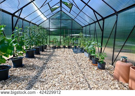 Pots With Tomato Plants In Big Greenhouse