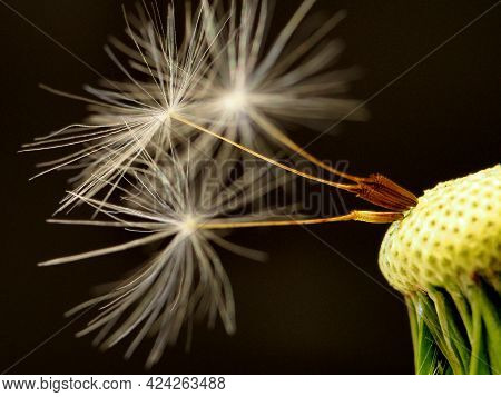 Macrophotograph Of Dandelion Seeds On A Black Background.