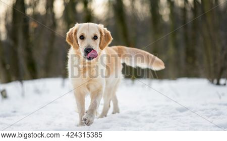 Cute golden retriever dog walking in the winter wood and licks its nose with pink tonque
