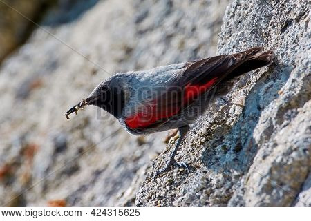 The Wallcreeper (Tichodroma muraria) in natural habitat searching for insects
