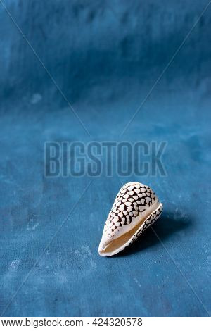 Black Cone On A Blue Background. Conus Marmoreus. Shell With White Triangle.