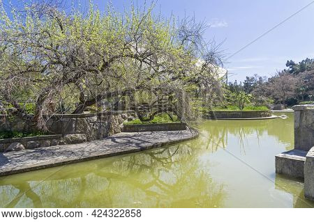 Sudak, Crimea - April 28, 2021: The Branches Of A Large Tree Hang Over The Surface Of The Water.  A 