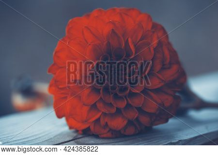 Macro Photo Of Dark Moody Red Dahlia