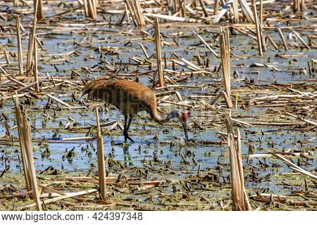 The Sandhill Crane (antigone Canadensis) Near The Nest Natural Scene From Wisconsin During Nesting