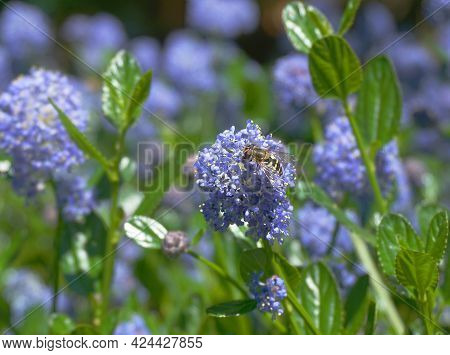 Honey Bee Extrcting Nectar From Flowering Blue Blossom Ceanothus Evergreen Shrub Close Up. It Is Pop