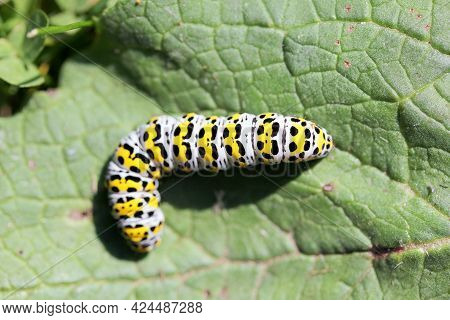 The Bead Of Mullein Moth (shargacucullia Verbasci), A Moth