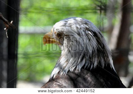 Aigle à tête blanche
