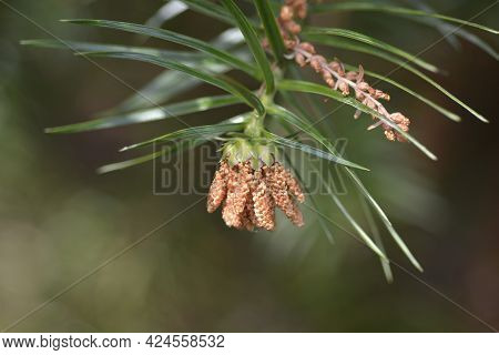 Chinese Fir - Latin Name - Cunninghamia Lanceolata