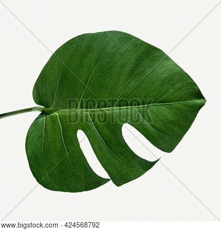 Monstera delicosa plant leaf on a white background mockup