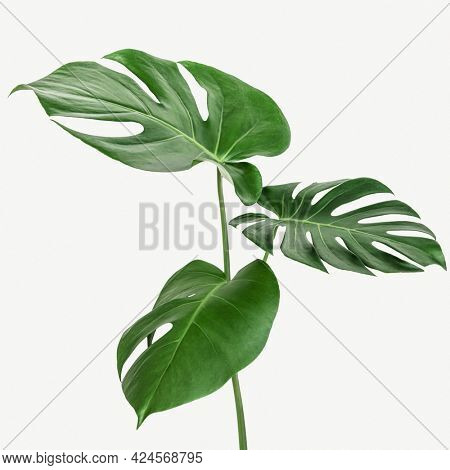 Monstera delicosa plant leaf on a white background mockup