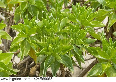 Heliotropium Foertherianum On Beautiful Landscapes Of Sea And Beach Background.