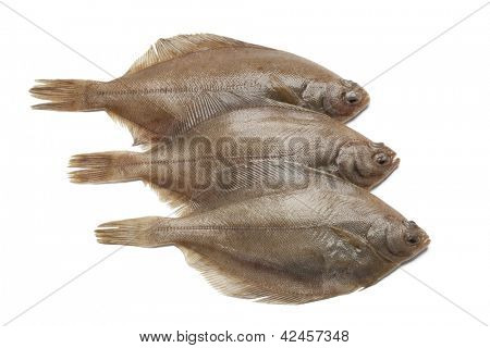 Common dab fishes on white background