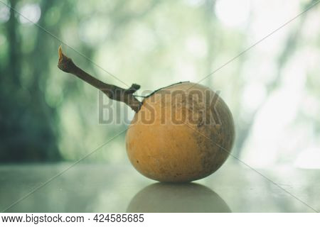 One Fresh Ripe Santol Or Sentul Fruit Sandoricum Koetjape. Tropical Fruits Of Thailand