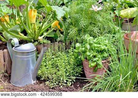 Aromatic Plant And Basil In Potted Put On The Soil With Chive And Origano  In A Garden