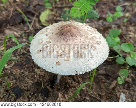 Beautiful Red Death Cap And Orange Mushroom