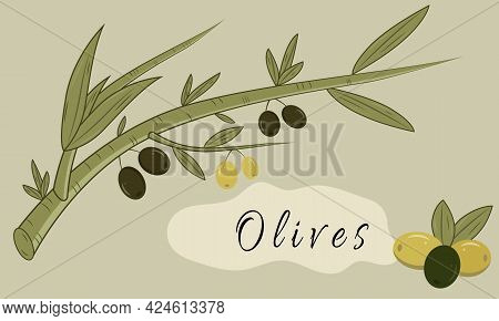 Vector Olive Branch, Olives Isolated On Green Background Background. Vector Illustration