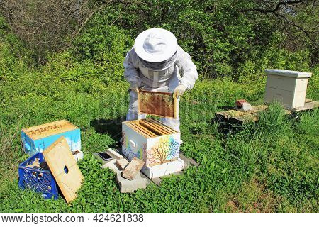 A Beekeeper Tending To Their Bees In A Langstroth Hive With Green Plant Background Copy Space.  Fram