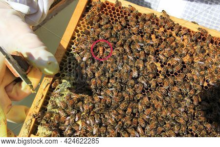Queen Bee Identified By A Red Circle Among Her Workers On A Langstroth Hive Frame Of Brood Comb.