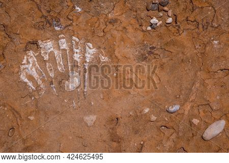 Texture Of  Cliffs At Hive Beach, Burton Bradstock, Bridport, Dorset, England, United Kingdom.