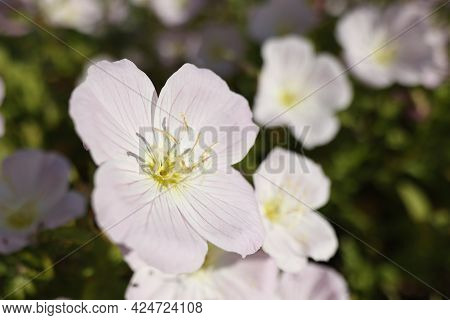 Pale Pink Flower Of Oenothera Stemless Close-up.