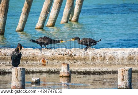 Two Cormorants Are Pulling A Stick. Two Cormorants Are Playing On The Dock.