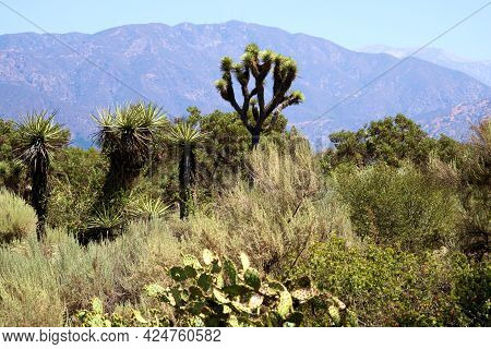 Chaparral Shrubs Including Prickly Pear Cacti, Joshua Trees, And Yucca Plants On The Arid Southern C