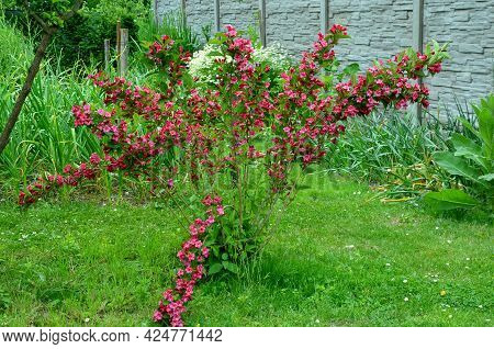 Is An Attractive Variety Of Vajgélie With Deep Purple-red, Tubular Flowers. The Leaves Are Freshly G