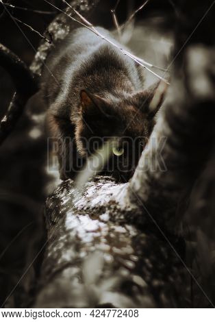 The Hunting Positioning Of The Dark-skinned Cat Lowered His Body And Ready To Strike. Staring Down F