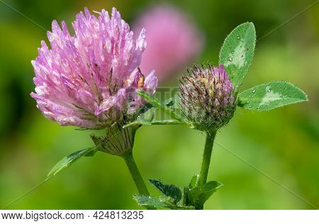 Red Clover (trifolium Pratense) Flower