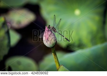 Dragonfly Perching On The Lotus Bud Of The Pond