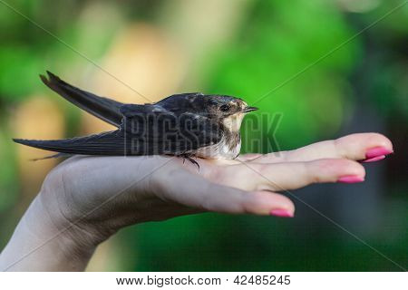 Rondine seduto su un Palm