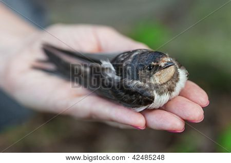 Rondine seduto su un Palm