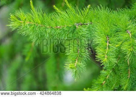 Young Branches Of Larch. Closeup Of Green Larch Young Needles. Larix Sibirica, The Siberian Larch Or