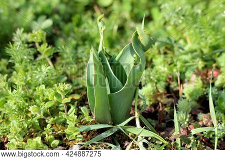 Half Eaten Damaged Twisted Light Green Tulip Leaves Growing In Local Urban Garden Next To Densely Pl