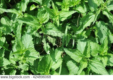Green Nettle Leaves Grow In The Park And Very Good For Health